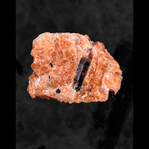 photo de fossile