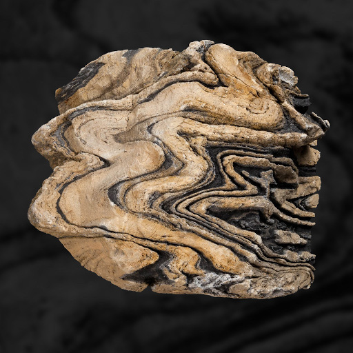 photo de fossile
